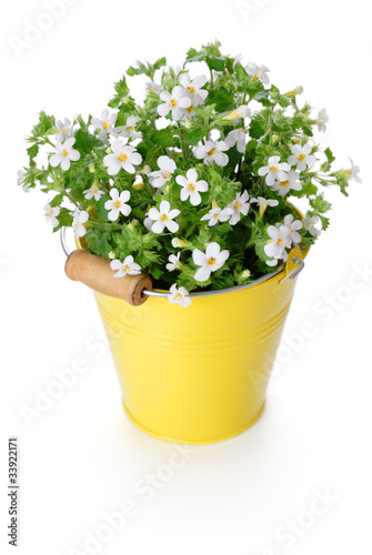 White flowers in yellow bucket