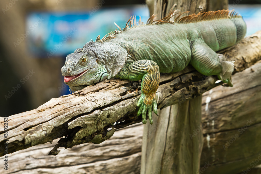 Fototapeta premium iguana
