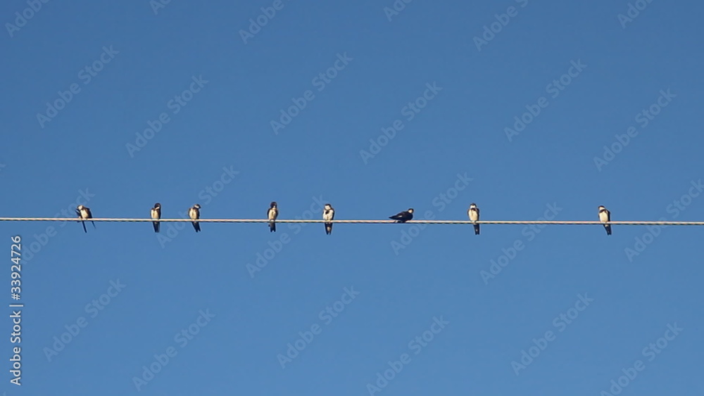 Birds on a electrical wire over blue sky Birds on a electrical wire over blue sky