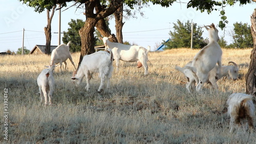 White goats grazing under the trees
