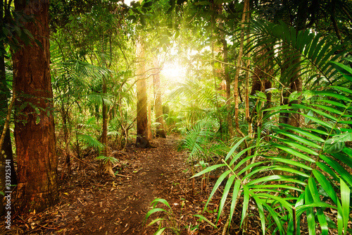 Fototapeta Naklejka Na Ścianę i Meble -  in australian rainforest