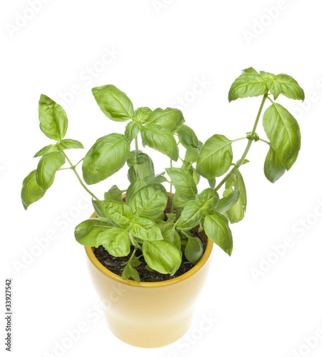 Basil Plant in Yellow Pot From Above
