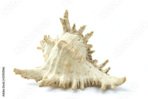 Conch gourd shell