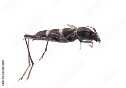 longicorn longhorn beetle
