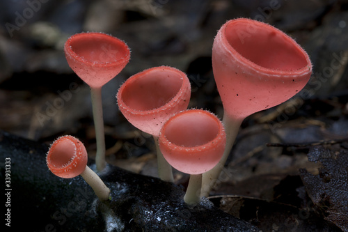 Pink Burn Cup Mushroom