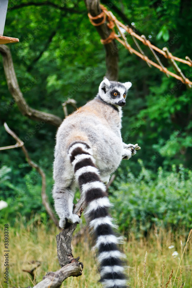 Fototapeta premium Cute Lemur