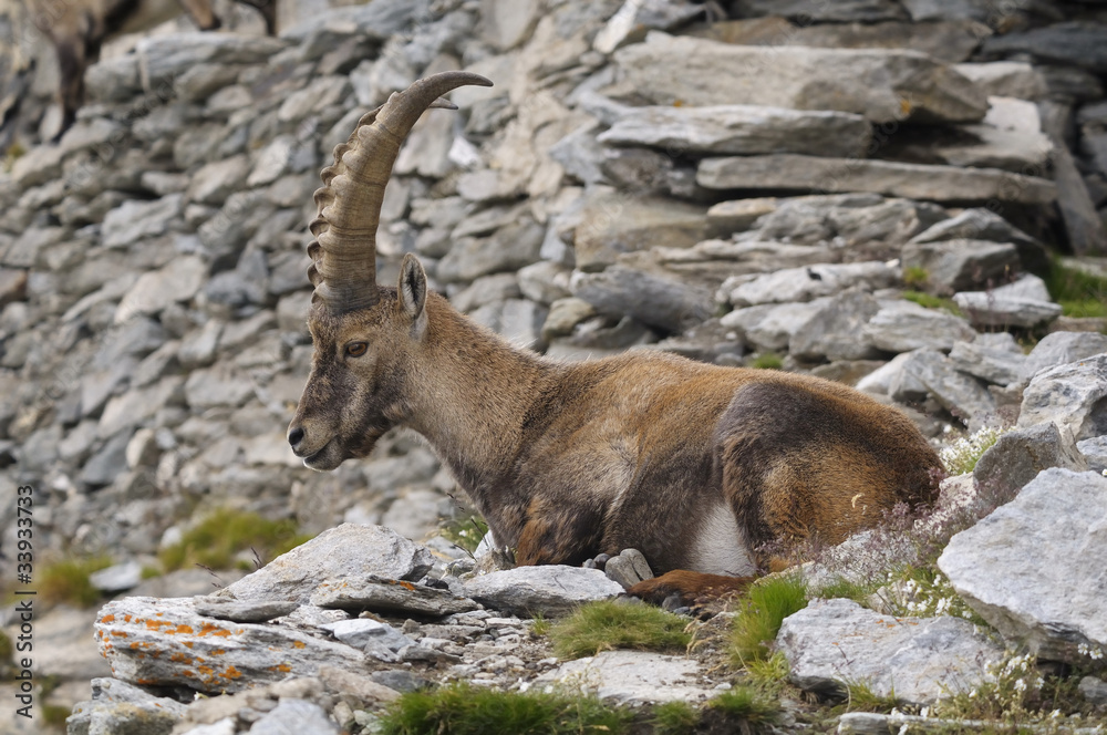Alpine ibex - Steinbock