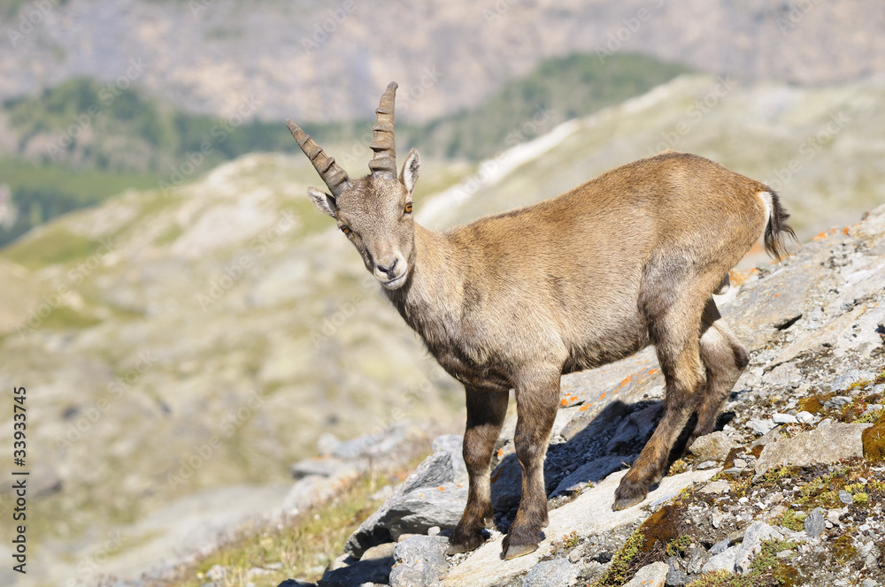 Alpine ibex - Steinbock Alpine ibex - Steinbock