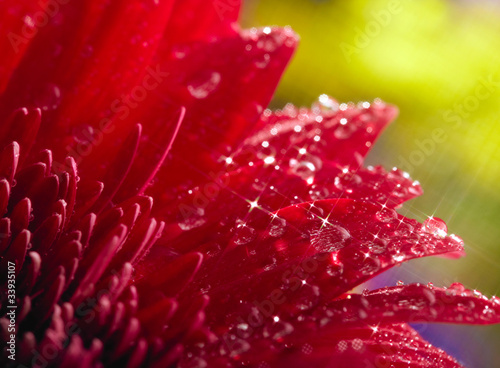 Closeup of red daisy-gerbera with waterdrops. Soft focus and sta