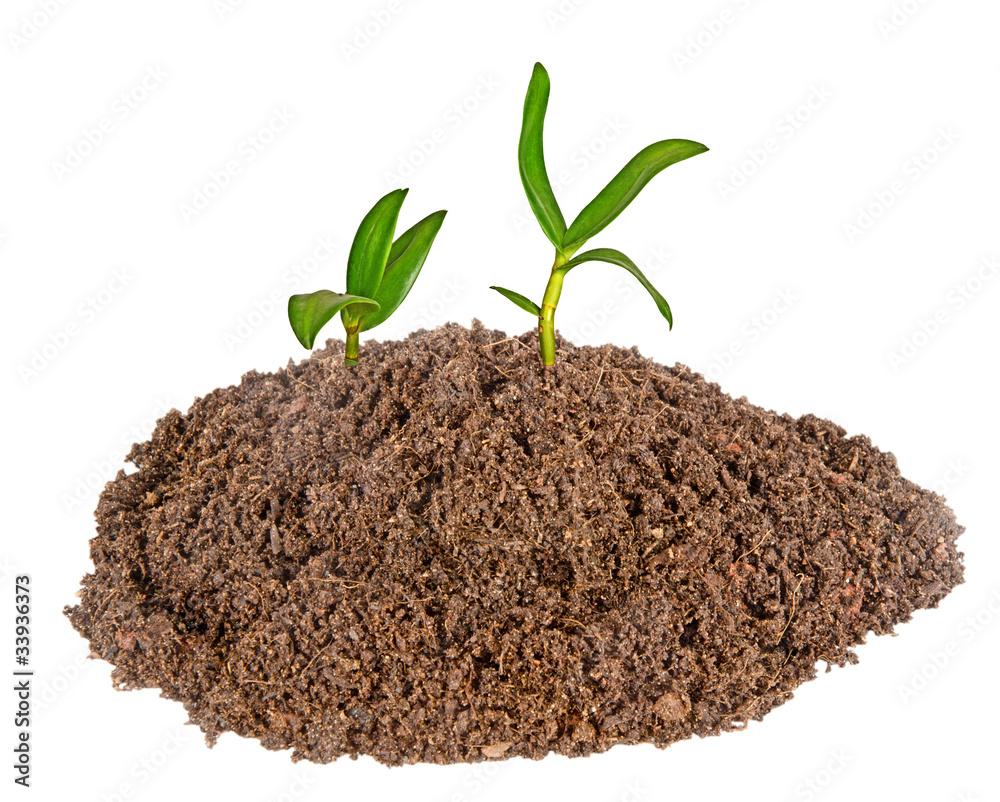 orchid seedling growing from soil