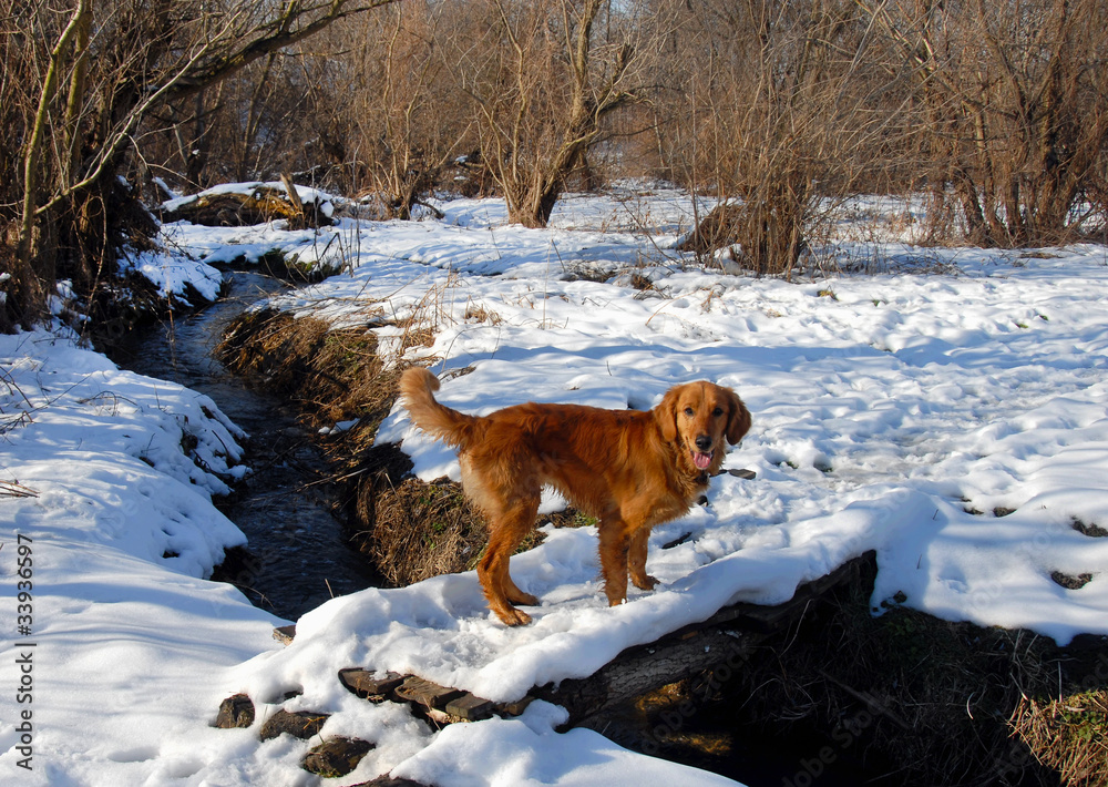 Dog on snowy bridge