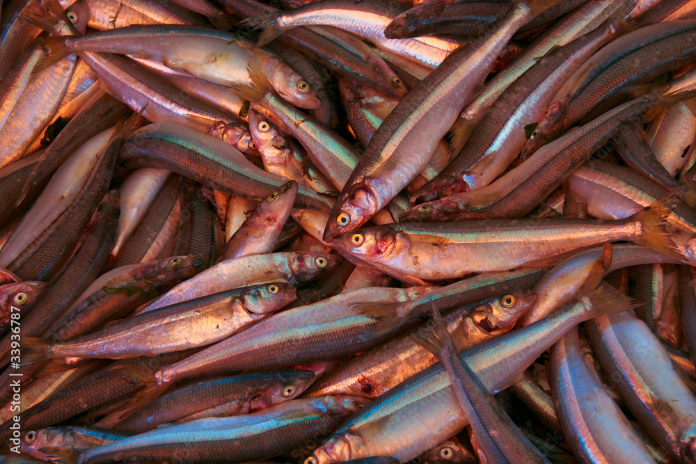 Fish background - heap of fresh sardines Fish background - heap of fresh sardines