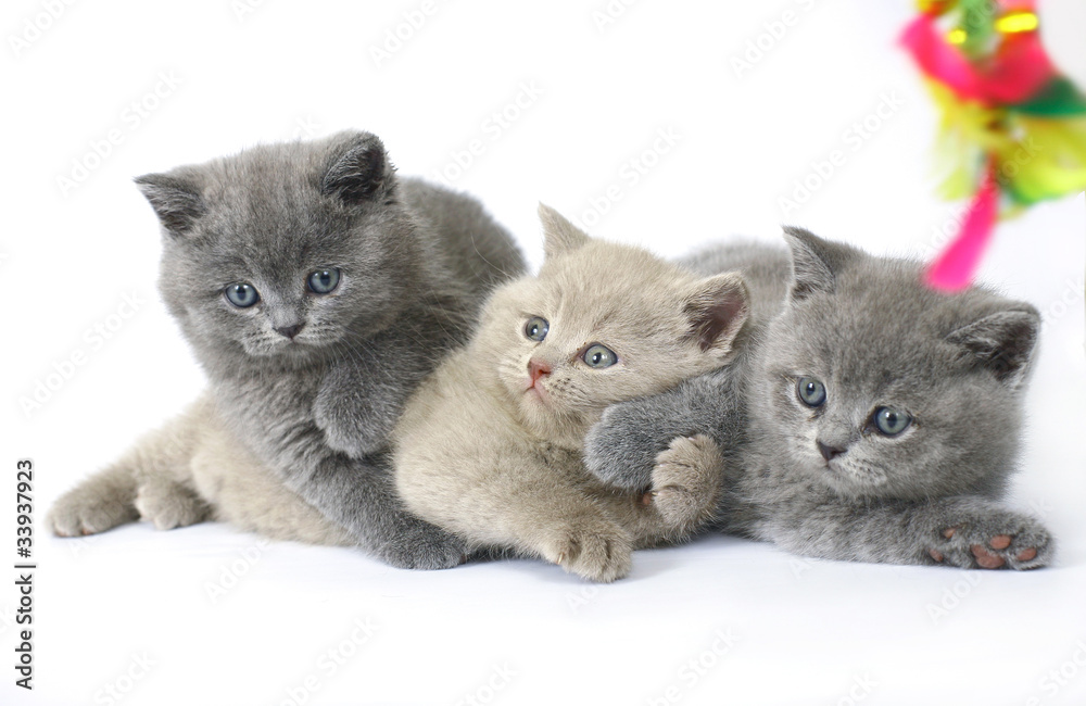 Three British kittens on white background