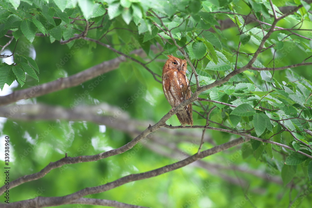 Fototapeta premium コノハズク