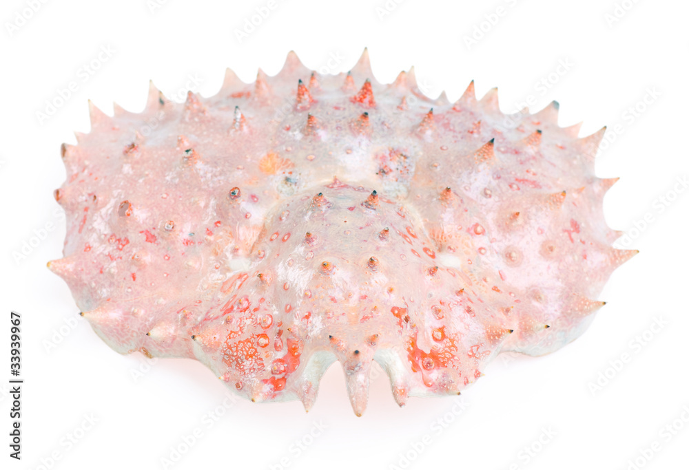 Shell king crab isolated on the white background Shell king crab isolated on the white background