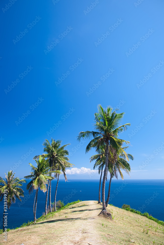 Palm and sea