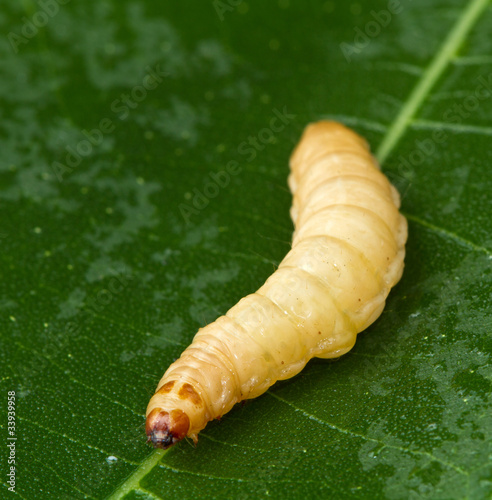 larva photo