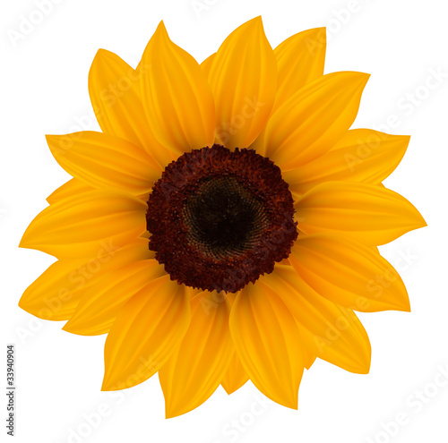 Fototapeta Naklejka Na Ścianę i Meble -  Close up of beautiful yellow sunflower. Vector illustration.