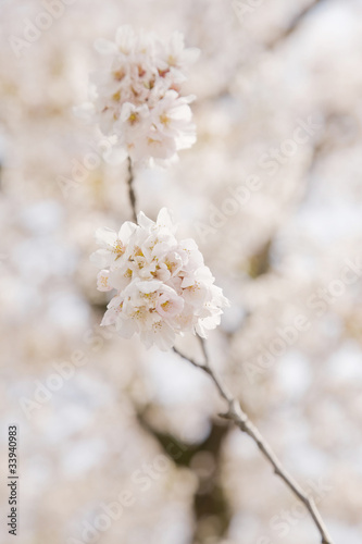 桜の花 © paylessimages
