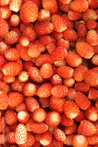 Berries of a strawberry