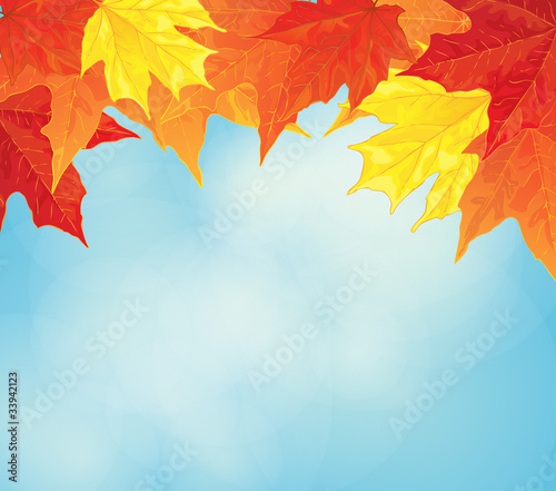 autumn background with maple leaves