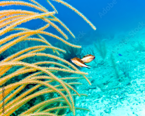 Couple of Sharpnose Puffer Fish