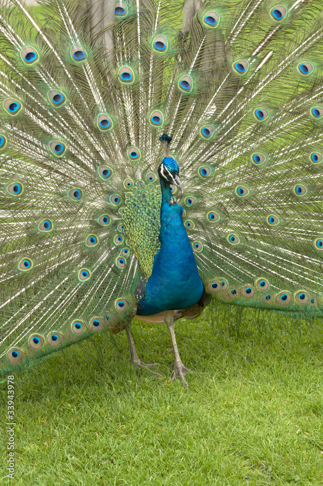 Naklejka premium Indian Peafowl