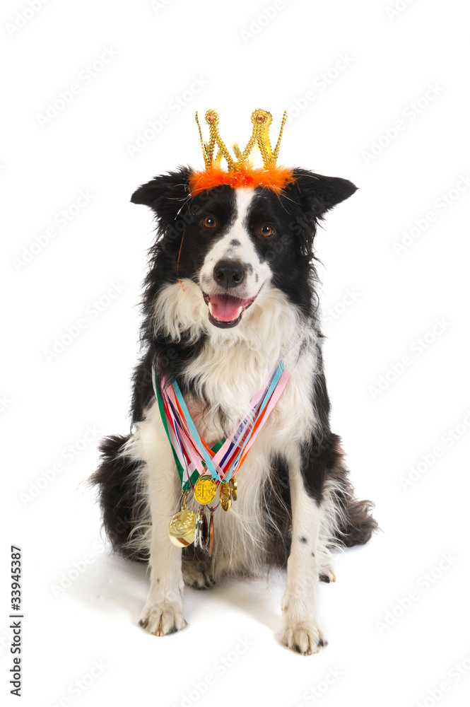 Fototapeta premium Champion dog