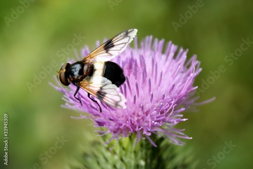 Volucella pellucens on a thistle photo