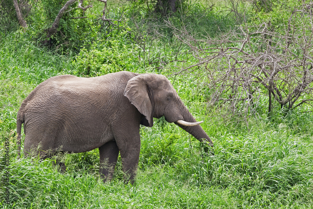 African elephant in Kruger National Park, South Africa