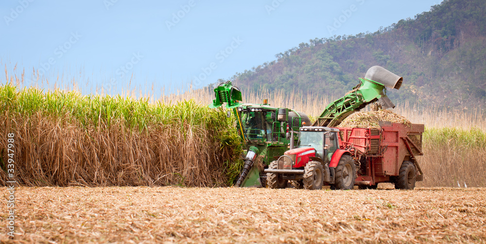 Naklejka premium Sugar cane harvest