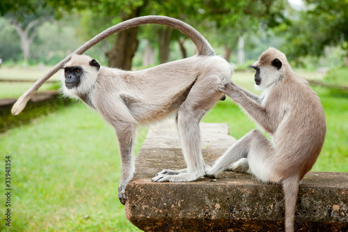 Monkey business