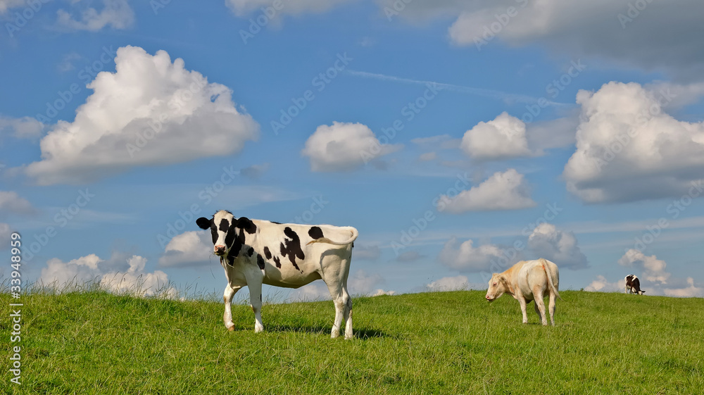 Grazing young cows at a grassy embankment
