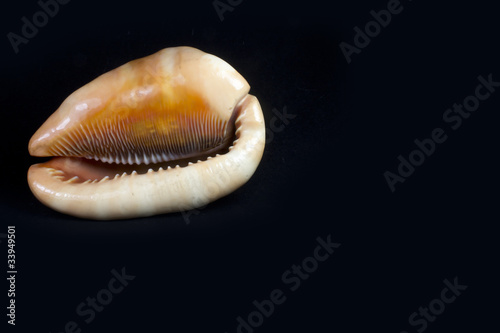 conch of beautiful shapes and colors on black background
