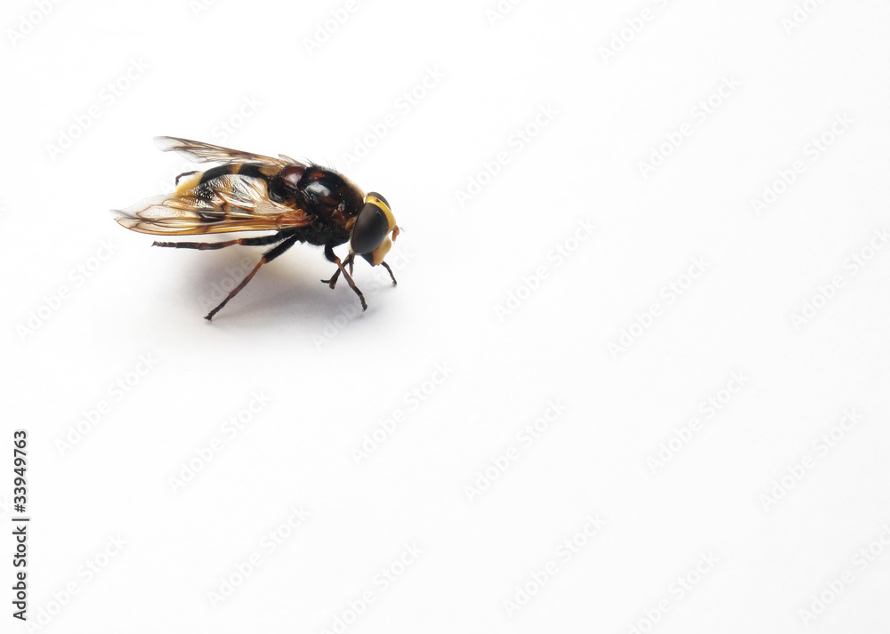 Beautiful and bright wasp on a white background Beautiful and bright wasp on a white background