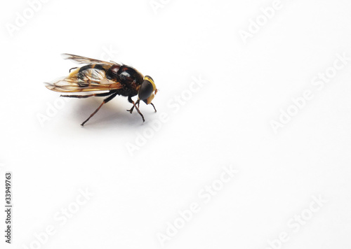 Beautiful and bright wasp on a white background