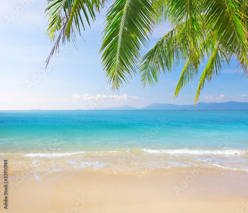 Palm and tropical beach