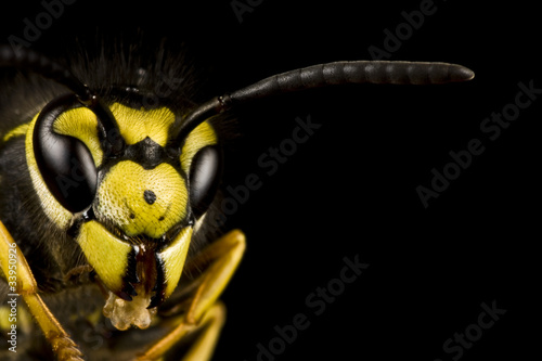 Fotobehang head of wasp in black background