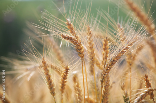 Wheat field