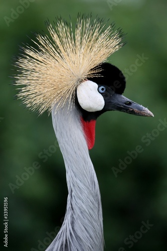 Crowned Crane Bird