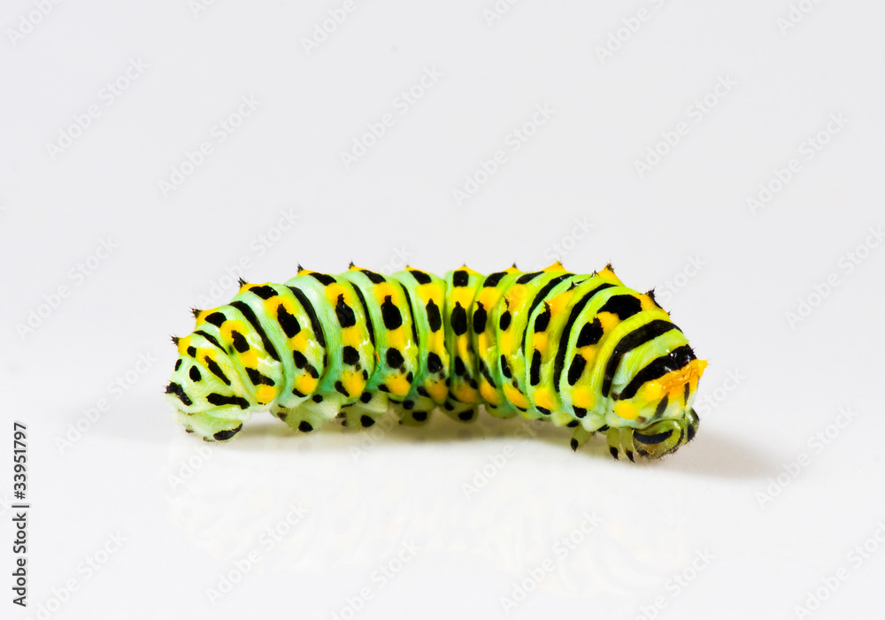 Fototapeta premium Colorful caterpillar