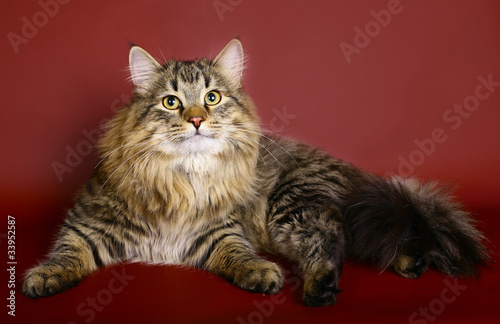 Siberian cat on burgundy background © Aychin Gasimov