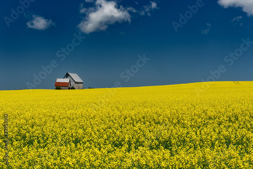 Bright Yellow mustard field against blue sky