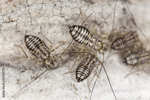 Barklice (Psocoptera) extreme close up photo