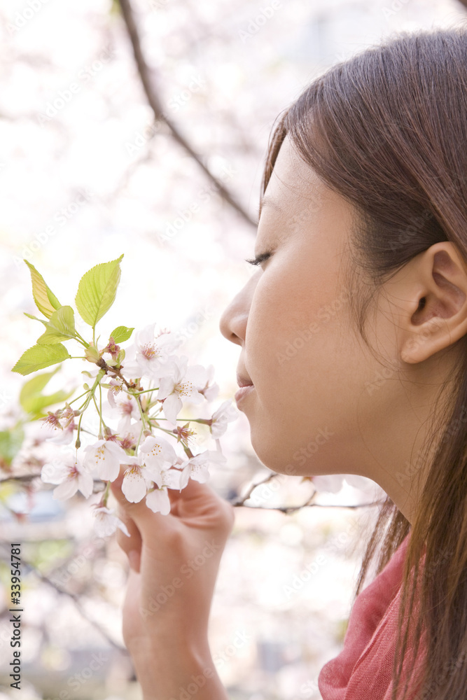 Fototapeta premium 桜の香りをかぐ女性