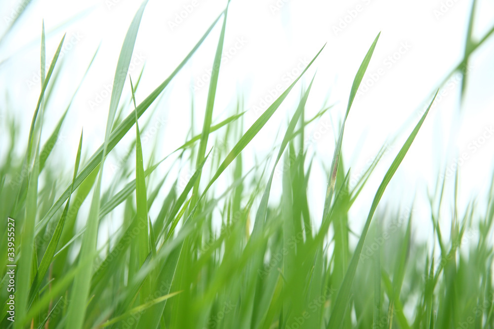 Grass Grass