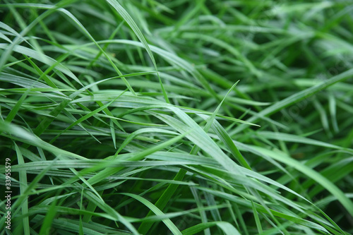 Grass