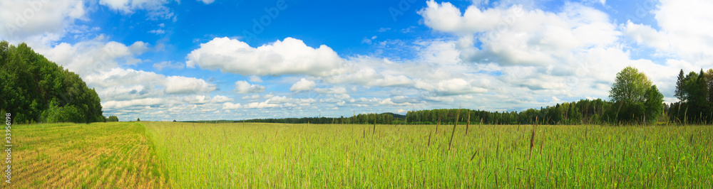 Wheat field panorama