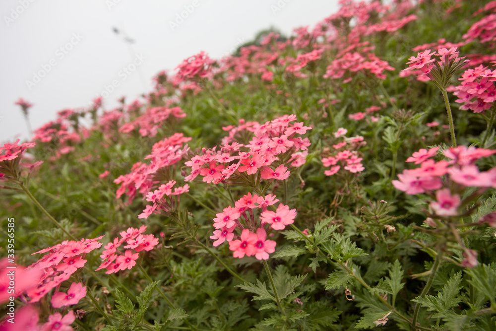 Obraz premium red flowers