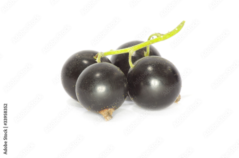black currant black currant
